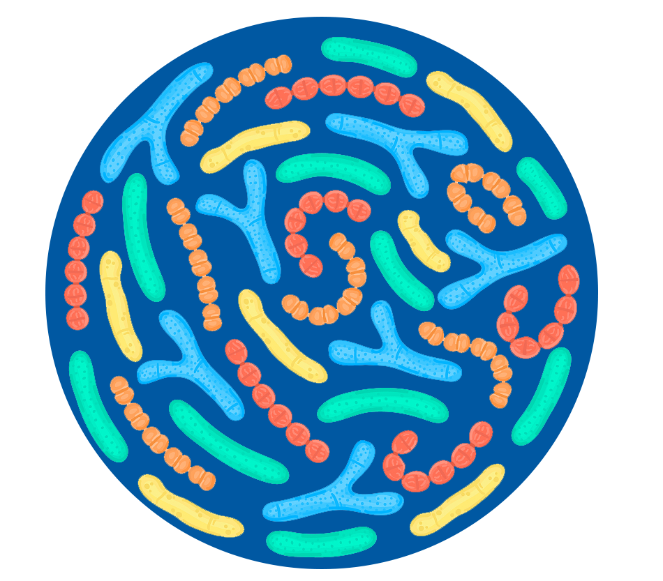 AntiHelicobacter Pylori Premix Probiotics Powder from China